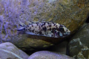 Metriaclima sp. 'zebra gold' Mundola Point